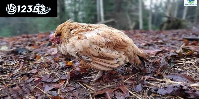 Bệnh Cầu Trùng Ở Gà - Cẩm Nang Thông Tin Bạn Cần Biết