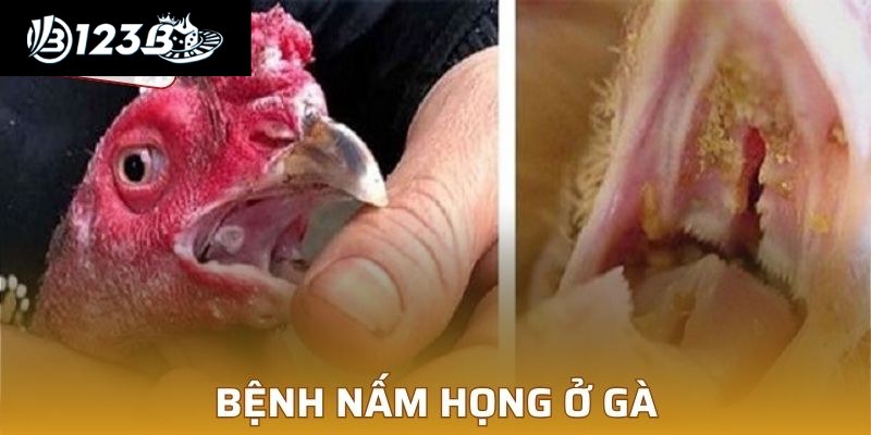 Bệnh Nấm Họng Ở Gà – Nguyên Do Và Cách Điều Trị Nhanh
