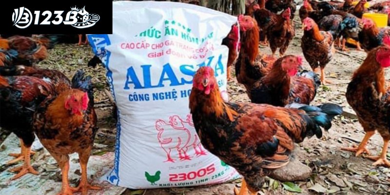 Bệnh Viêm Ruột Hoại Tử Ở Gà: Cách Điều Trị Từ 123B