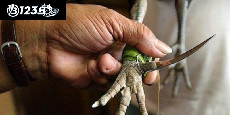 Đá Gà Cựa Dao – Những Quy Tắc Và Kỹ Thuật Bạn Cần Biết