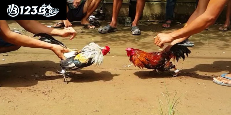 Đá Gà Cựa Sắt 123B – Nơi Hội Tụ Những Chiến Kê Đỉnh Cao